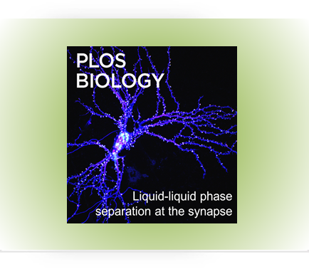 Mrj is a chaperone of the Hsp40 family that regulates Orb2 oligomerization and long-term memory...